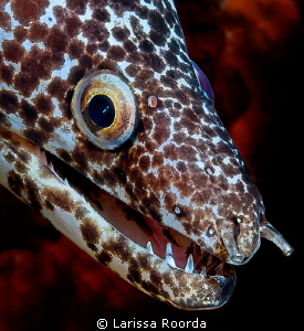 Spotted Moray in Bonaire by Larissa Roorda 